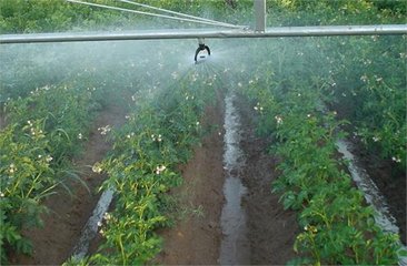 91水蜜桃在线观看係統廠家