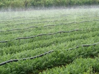 農業91水蜜桃在线观看